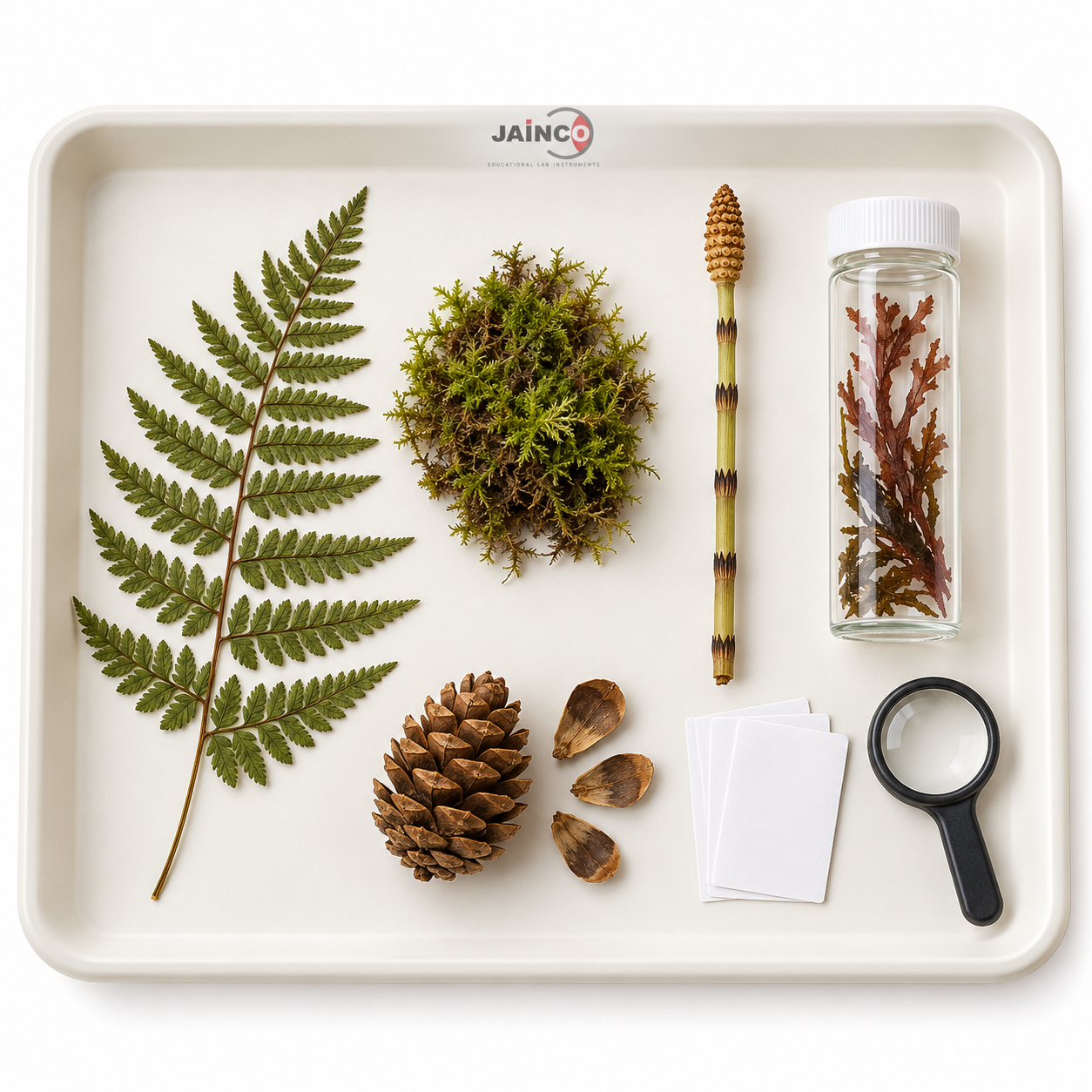 Plants without Flowers Lesson Set